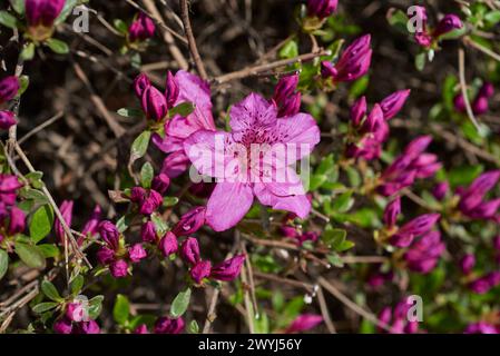 Rhododendron mucronulatum, koreanischer Rhododendron rosebay Azalea Strauchblüten im Frühjahr in Südkorea Stockfoto