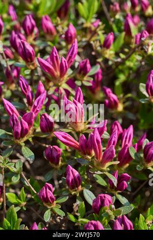 Rhododendron mucronulatum, koreanischer Rhododendron rosebay Azalea Strauchblüten im Frühjahr in Südkorea Stockfoto