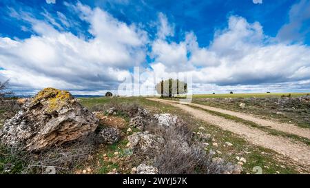 Feldweg durch grasbewachsenes Feld mit einsamem Baum in der Ferne unter bewölktem Himmel Stockfoto
