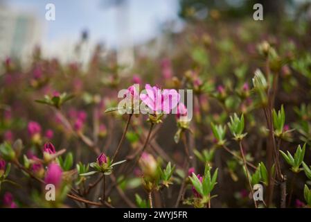 Rhododendron mucronulatum, koreanischer Rhododendron rosebay Azalea Strauchblüten im Frühjahr in Südkorea Stockfoto