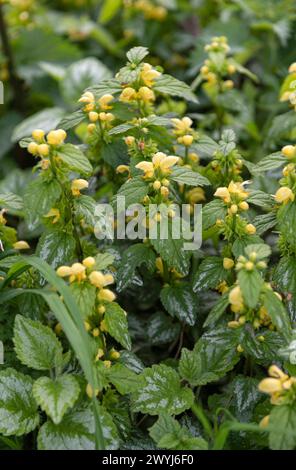 Amsterdam Niederlande 6. April 2024 blühendes Lamium galeobdolon, bekannt als gelber Erzengel, goldene Brennnessel, Artillerie- oder Aluminiumpflanze, die an einem Rand wächst. Schürze, gelb, Feder Stockfoto