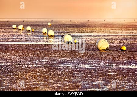 Das Wattenmeer, Weltnaturerbe, vor Cuxhaven bei Sonnenaufgang, im Hintergrund gelbe Bojen als Wegweiser durch das Wattenmeer. Stockfoto