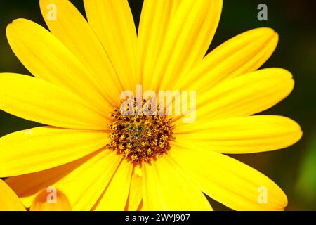 Makroaufnahme einer gelben Blume mit gelbem Zentrum in Nahaufnahme Stockfoto