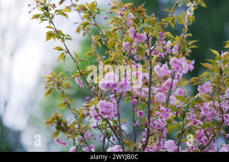 Japanische Kirsche (Prunus Serrulata) im Blut. Spektakuläre, rosa, feine Blumen im Frühling. Grüne, frische, neue Blätter. Die Natur wird zum Leben erweckt. Blu Stockfoto