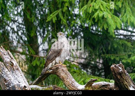Eurasischer Goschawk (Accipiter gentilis) im Wald von Bialowieza, Polen. Selektiver Fokus Stockfoto