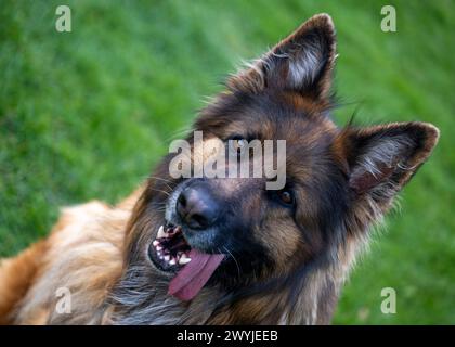 Lauingen, Deutschland. April 2024. Ein deutscher Schäferhund sitzt auf dem Trainingsplatz des Deutschen Schäferhundvereins. Am 22. April 1899 wurde auf einer Hundeschau in Karlsruhe der Deutsche Schäferhund-Verein gegründet. Heute hat der Dachverband Deutscher Schäferzüchter und -Besitzer seinen Sitz in Augsburg. Quelle: Stefan Puchner/dpa/Alamy Live News Stockfoto