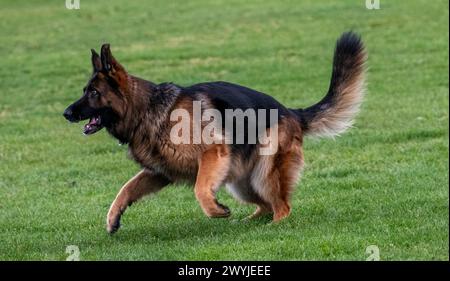 Lauingen, Deutschland. April 2024. Ein deutscher Schäferhund läuft auf dem Trainingsplatz des Deutschen Schäferhundvereins. Am 22. April 1899 wurde auf einer Hundeschau in Karlsruhe der Deutsche Schäferhund-Verein gegründet. Heute hat der Dachverband Deutscher Schäferzüchter und -Besitzer seinen Sitz in Augsburg. Quelle: Stefan Puchner/dpa/Alamy Live News Stockfoto