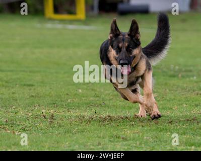 Lauingen, Deutschland. April 2024. Ein deutscher Schäferhund läuft auf dem Trainingsplatz des Deutschen Schäferhundvereins. Am 22. April 1899 wurde auf einer Hundeschau in Karlsruhe der Deutsche Schäferhund-Verein gegründet. Heute hat der Dachverband Deutscher Schäferzüchter und -Besitzer seinen Sitz in Augsburg. Quelle: Stefan Puchner/dpa/Alamy Live News Stockfoto