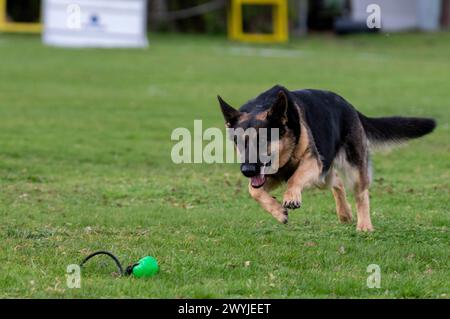 Lauingen, Deutschland. April 2024. Ein deutscher Schäferhund springt auf eine Schleuderkugel auf dem Trainingsgelände des Deutschen Schäferhundvereins. Am 22. April 1899 wurde auf einer Hundeschau in Karlsruhe der Deutsche Schäferhund-Verein gegründet. Heute hat der Dachverband Deutscher Schäferzüchter und -Besitzer seinen Sitz in Augsburg. Quelle: Stefan Puchner/dpa/Alamy Live News Stockfoto