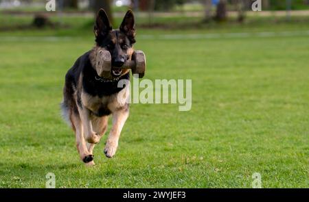 Lauingen, Deutschland. April 2024. Ein deutscher Schäferhund holt sich auf dem Trainingsplatz des Deutschen Schäferhundvereins zurück. Am 22. April 1899 wurde auf einer Hundeschau in Karlsruhe der Deutsche Schäferhund-Verein gegründet. Heute hat der Dachverband Deutscher Schäferzüchter und -Besitzer seinen Sitz in Augsburg. Quelle: Stefan Puchner/dpa/Alamy Live News Stockfoto