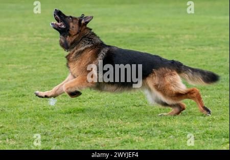 Lauingen, Deutschland. April 2024. Ein deutscher Schäferhund läuft auf dem Trainingsplatz des Deutschen Schäferhundvereins. Am 22. April 1899 wurde auf einer Hundeschau in Karlsruhe der Deutsche Schäferhund-Verein gegründet. Heute hat der Dachverband Deutscher Schäferzüchter und -Besitzer seinen Sitz in Augsburg. Quelle: Stefan Puchner/dpa/Alamy Live News Stockfoto