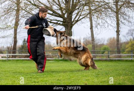 Lauingen, Deutschland. April 2024. Ein deutscher Schäferhund greift während des Schutzhundetrainings auf dem Trainingsgelände des Deutschen Schäferhundvereins einen Trainer an. Am 22. April 1899 wurde auf einer Hundeschau in Karlsruhe der Deutsche Schäferhund-Verein gegründet. Heute hat der Dachverband Deutscher Schäferzüchter und -Besitzer seinen Sitz in Augsburg. Quelle: Stefan Puchner/dpa/Alamy Live News Stockfoto