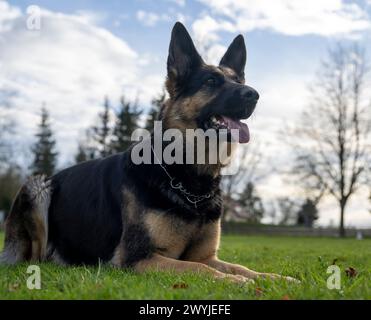 Lauingen, Deutschland. April 2024. Ein deutscher Schäferhund sitzt auf dem Trainingsplatz des Deutschen Schäferhundvereins. Am 22. April 1899 wurde auf einer Hundeschau in Karlsruhe der Deutsche Schäferhund-Verein gegründet. Heute hat der Dachverband Deutscher Schäferzüchter und -Besitzer seinen Sitz in Augsburg. Quelle: Stefan Puchner/dpa/Alamy Live News Stockfoto