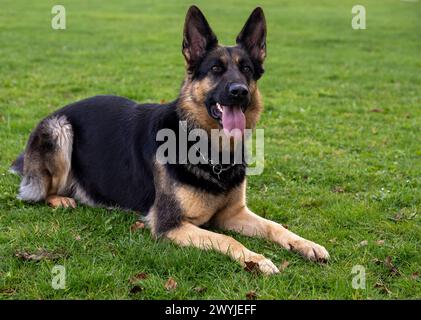 Lauingen, Deutschland. April 2024. Ein deutscher Schäferhund liegt auf dem Trainingsplatz des Deutschen Schäferhundvereins. Am 22. April 1899 wurde auf einer Hundeschau in Karlsruhe der Deutsche Schäferhund-Verein gegründet. Heute hat der Dachverband Deutscher Schäferzüchter und -Besitzer seinen Sitz in Augsburg. Quelle: Stefan Puchner/dpa/Alamy Live News Stockfoto