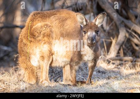 Kangaroo Island Westliches graues Känguru oder einfach nur Kangaroo Island graues Känguru (Macropus fuliginosus fuliginosus). Stockfoto