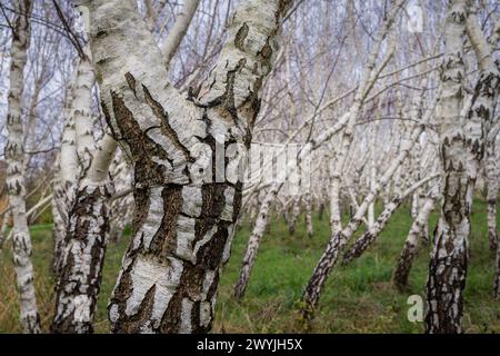 Gepflanzte Betula pendula var. Carelica im Herbst. Lockige Birke ist eine besondere Sorte der Silberbirke. Das wertvollste Holz wird nach Gewicht verkauft. Stockfoto