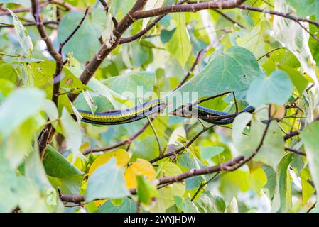 Eine gewöhnliche oder grüne Baumschlange (Dendrelaphis punctulata) in einem Trre in Queensland, Australien, sieht fast wie ein Baumzweig aus Stockfoto