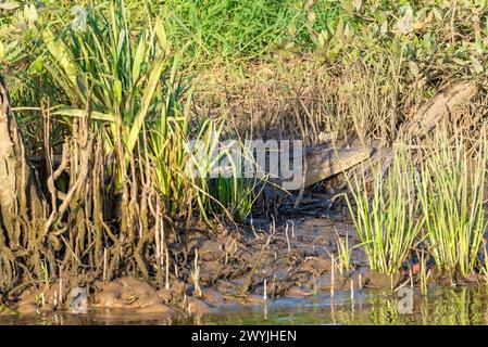 Ein relativ junges australisches Meerwasserkrokodil verschmilzt in den Hintergrund und wärmt sich am Ufer des Daintree River, Queensland Stockfoto