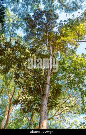 Bailey's Silky Oak, Findlay's Silky Oak, White Oak (Grevillea baileyana). Der Baum wird vom Stadtrat von Brisbane als Unkraut eingestuft Stockfoto