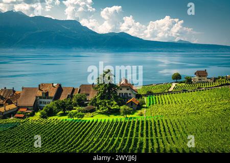 Gepflegte terrassierte Weinberge und Blick auf den Genfer See. Grüne Weinreben am Seeufer, Rivaz, Kanton Waadt, Schweiz, Europa Stockfoto