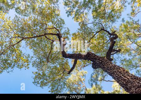 Eine australische Mandel (Terminalia muelleri) im Norden von Queensland, Australien. Nicht zu verwechseln mit der Ostindischen Mandel (Terminalia catappa) Stockfoto