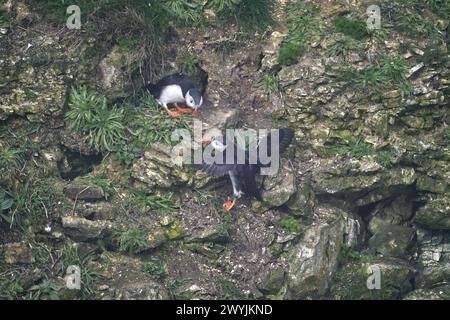 Zwei Papageientaucher am Rande einer Klippe, wobei ein Vogel Flügel hat, die von den Vögeln stammen Stockfoto