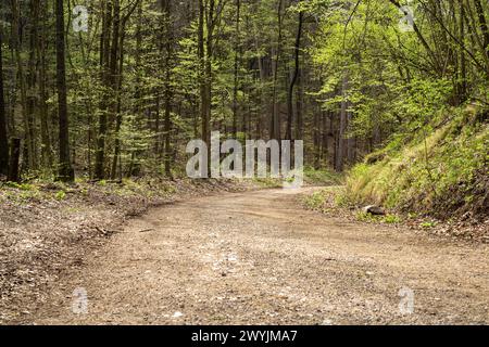 Forststraße im Wienerwald bei Bad Vöslau im Frühjahr Stockfoto