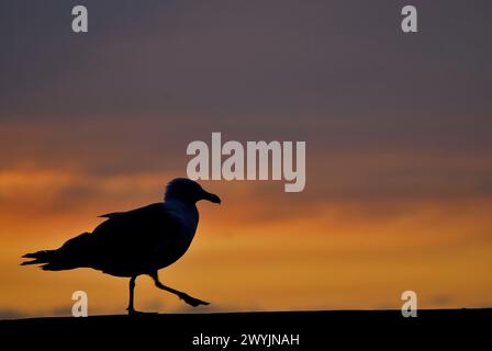 Möwe (Larus sp.) In Laboe, Schleswig-Holstein, Deutschland Stockfoto