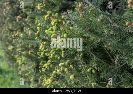 Frische Knospen an Tannenzweigen im Frühjahr Stockfoto