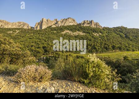 Frankreich, Vaucluse (84), Gigondas, les Dentelles de Montmirail Stockfoto