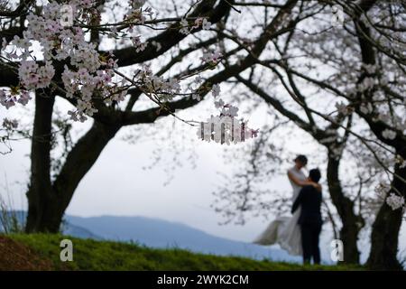 Foto vor der Hochzeit während der Blüte von Fukuoka Sakura Stockfoto