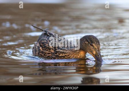 Stockenten auf Futtersuche auf Teich (Anas platyrhynchos) Stockfoto