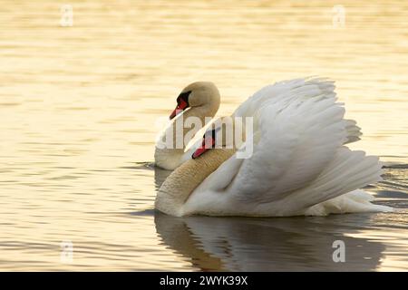 Stumme Schwäne paaren auf Seenoberfläche (Cygnus olor) Stockfoto