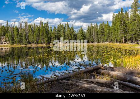 Immergrüner Wald mit Farbenaspen-Bäumen umgeben den Nymph Lake im Rocky Mountain National Park, Colorado Stockfoto