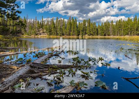 Immergrüner Wald mit Farbenaspen-Bäumen umgeben den Nymph Lake im Rocky Mountain National Park, Colorado Stockfoto