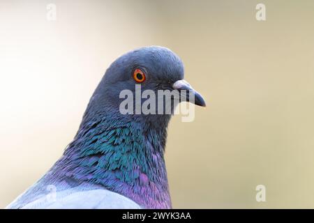 Nahporträt der Wildtaube über unscharfem Hintergrund (Columba Livia) Stockfoto