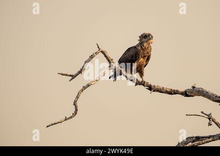 Junger Bateleur-Adler (Terathopius ecaudatus) Stockfoto