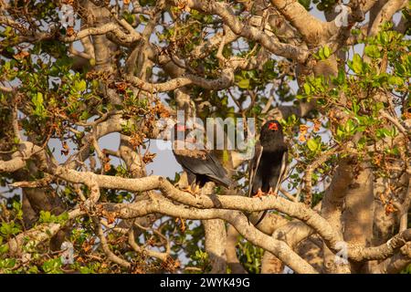 Paar Bateleur Eagle (Terathopius ecaudatus) Stockfoto