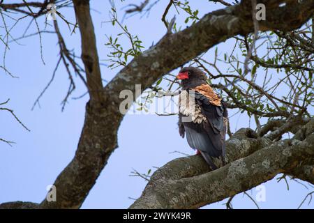 Bateleur (Terathopius Ecaudatus) Stockfoto