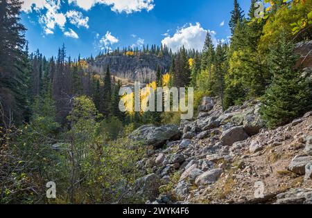 Immergrüner Wald mit Colordul Aspen-Bäumen am zerklüfteten Berghang am Bear Lake im Rocky Mountain National Park, Colorado Stockfoto