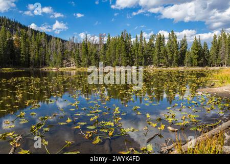 Immergrüner Wald mit Farbenaspen-Bäumen umgeben den Nymph Lake im Rocky Mountain National Park, Colorado Stockfoto