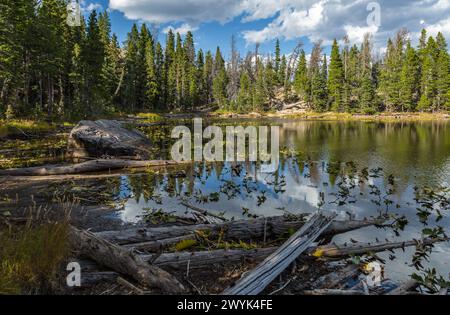 Immergrüner Wald mit Farbenaspen-Bäumen umgeben den Nymph Lake im Rocky Mountain National Park, Colorado Stockfoto