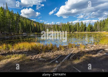 Immergrüner Wald mit Farbenaspen-Bäumen umgeben den Nymph Lake im Rocky Mountain National Park, Colorado Stockfoto