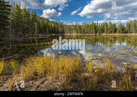 Immergrüner Wald mit Farbenaspen-Bäumen umgeben den Nymph Lake im Rocky Mountain National Park, Colorado Stockfoto