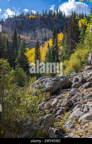 Immergrüner Wald mit Colordul Aspen-Bäumen am zerklüfteten Berghang am Bear Lake im Rocky Mountain National Park, Colorado Stockfoto