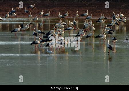 Weißstorch (Ciconia ciconia), der in einem Fischteich ruht Stockfoto