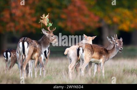 Nahaufnahme eines jungen Brachhirsches, der während der Herbstrute auf einer Wiese steht Stockfoto
