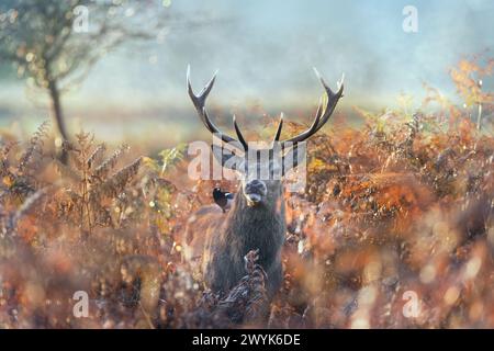 Nahaufnahme eines jungen Hirschhirsches mit eurasischer Elster auf dem Rücken. Stockfoto