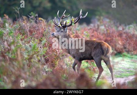 Nahaufnahme eines Hirschhirsches während der Herbstgrube Stockfoto