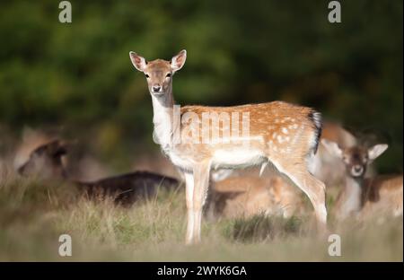Nahaufnahme eines jungen Damhirsches, der auf der Wiese steht Stockfoto